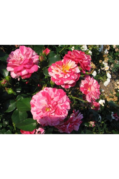 Роза-патио Твист